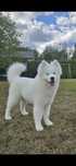 Samoyed Piesek Kraina Płatków Śniegu FCI ZKwP