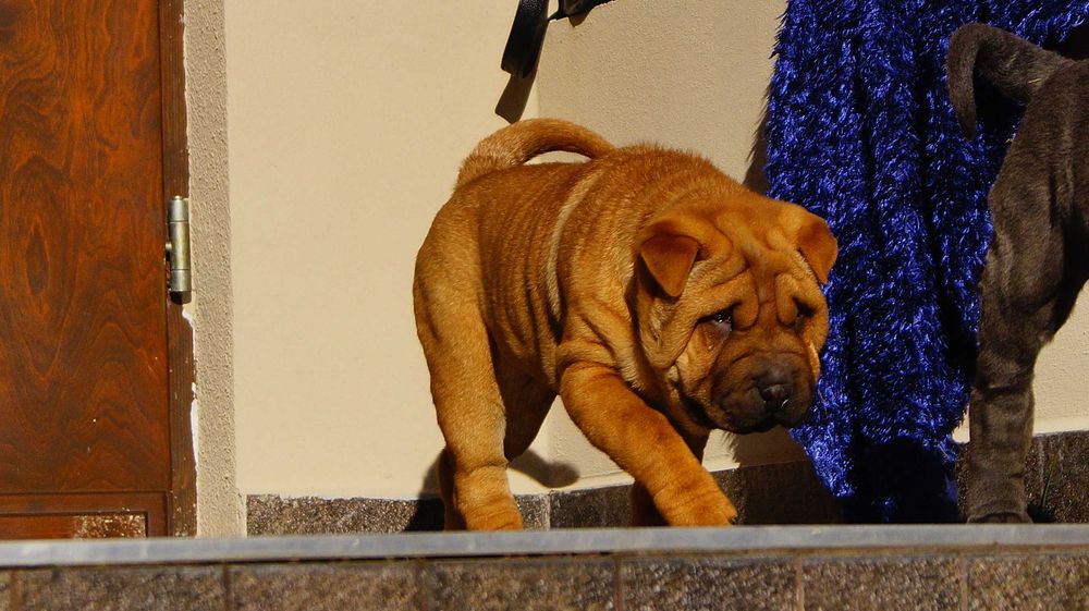 Eter, rudy szczeniak Shar Pei,rodowód, do odbioru