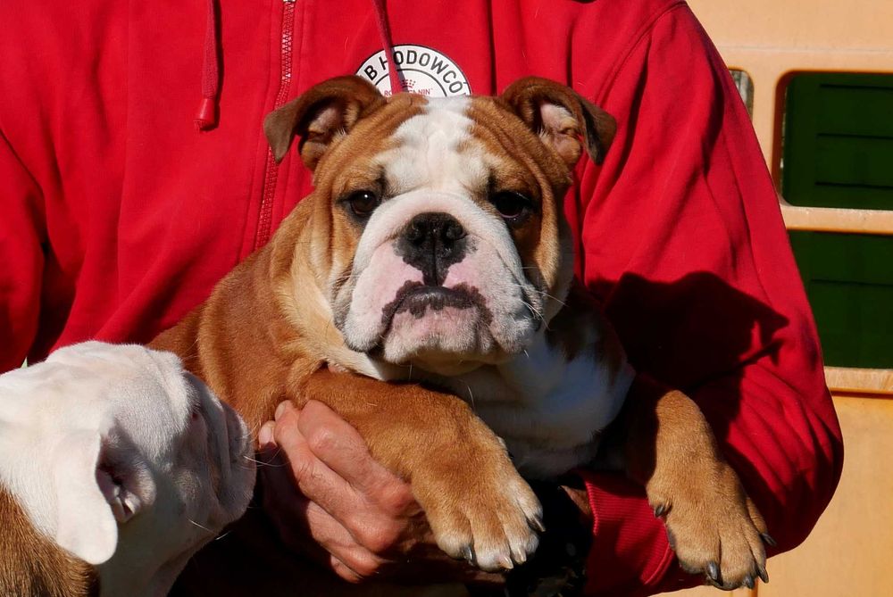 Buldog angielski ZKwP Rodowód Międzynarodowy FCI, piękny piesek SILVIO
