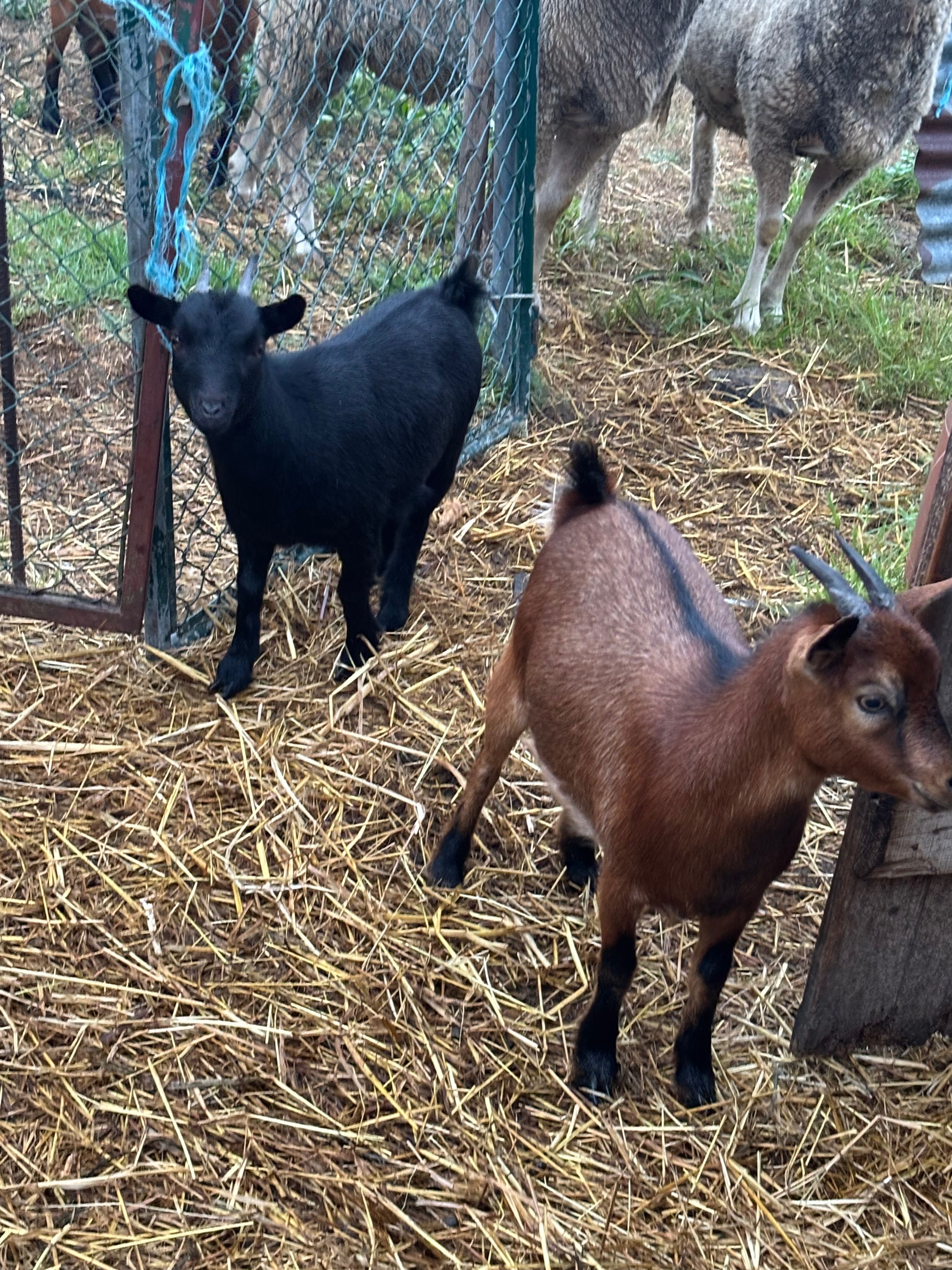 Duas cabras anas