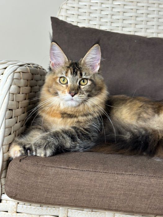 Charlotte-kotka Maine Coon