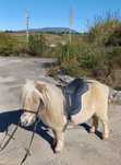 Ponei palomino castrado