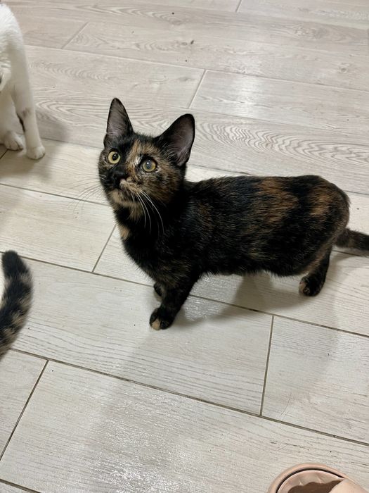 Котенок Эмбер стерилизована 5 мес