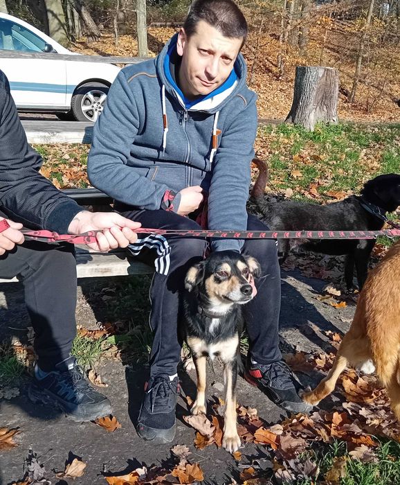 IVA - 11kg, 2 latka, łagodna, lubi koty, cudowna {FILMIKI}