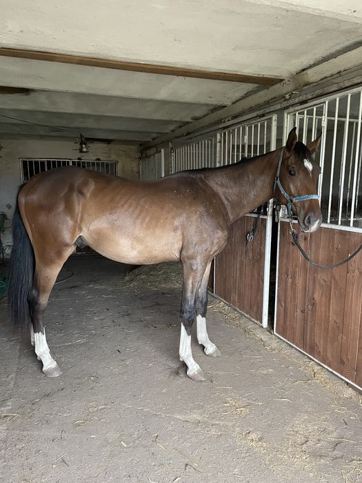 2 letni wałach po C- quattro PS/ Con spirito R