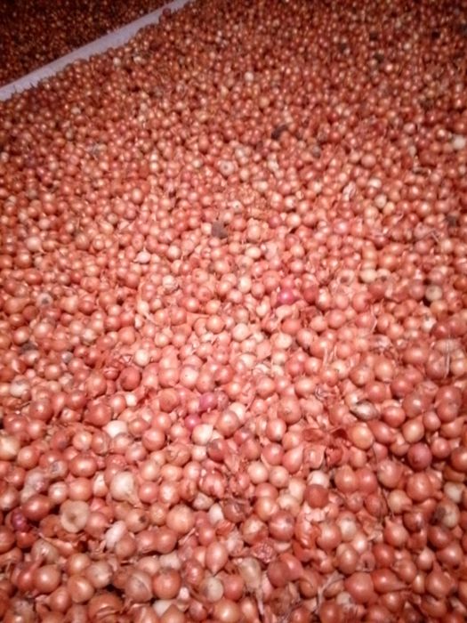 Продам лук -севок!