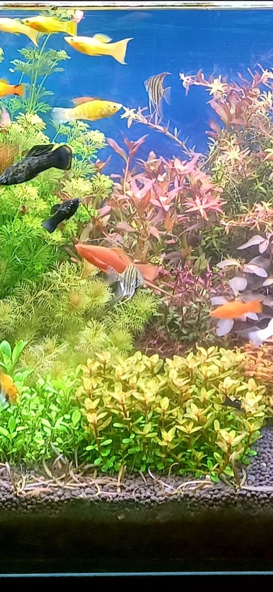 Ammania bonsai, rotala 1/2plan hodowla roślin wysyłka