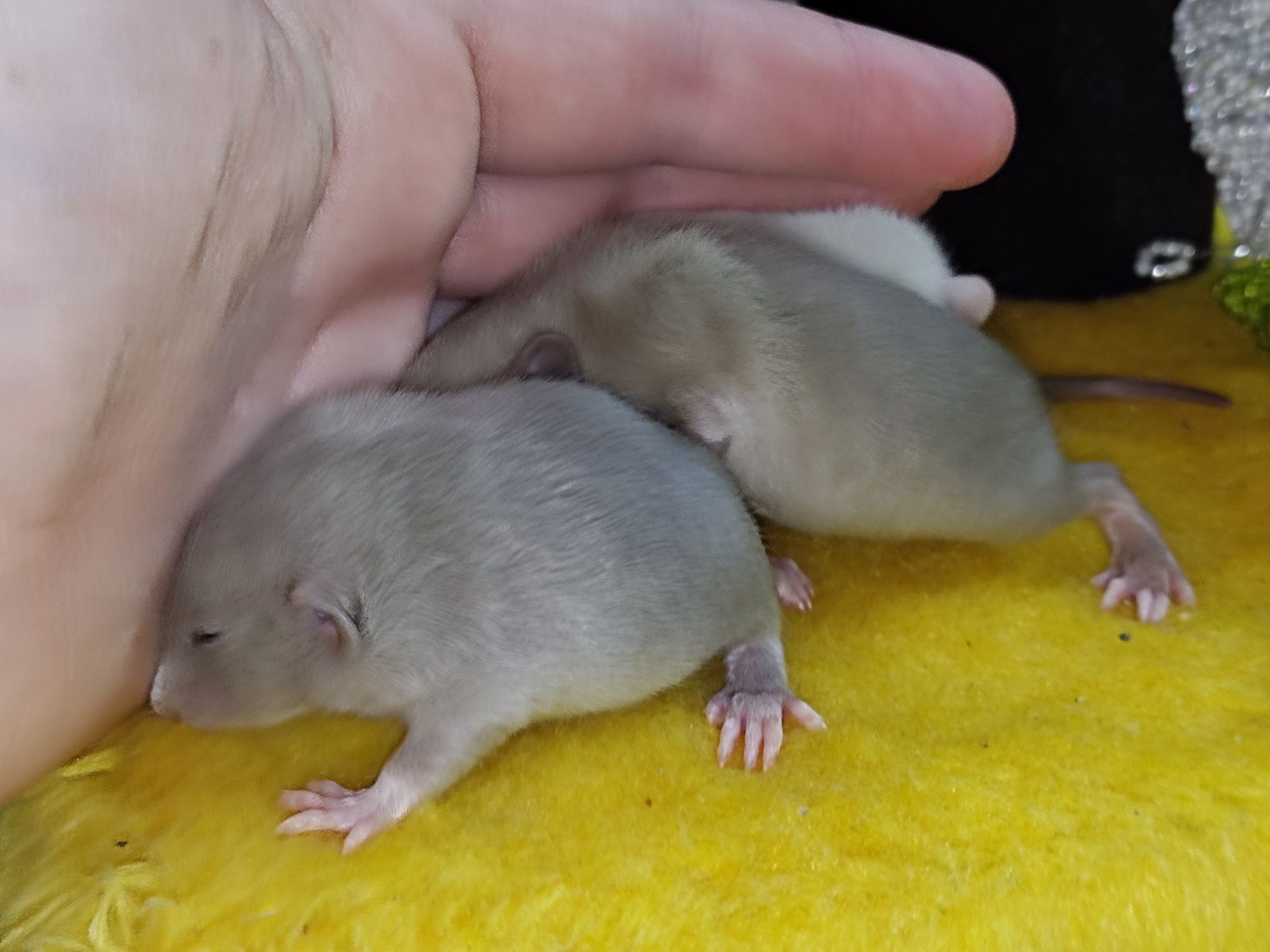 Крысята от супер родителей
