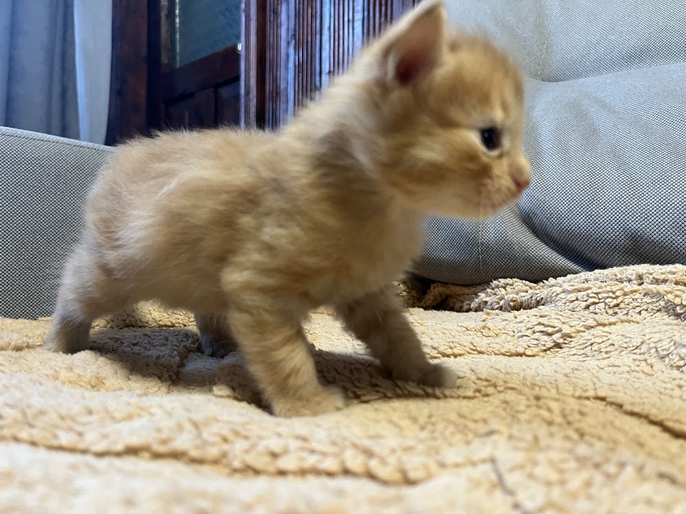 Море муркотіння у ваш дім!