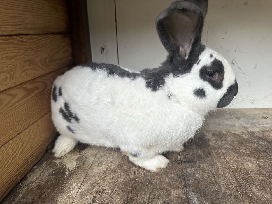 Olbrzym srokacz niemiecki Samiec