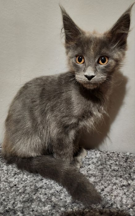Śliczny kotek Maine Coon