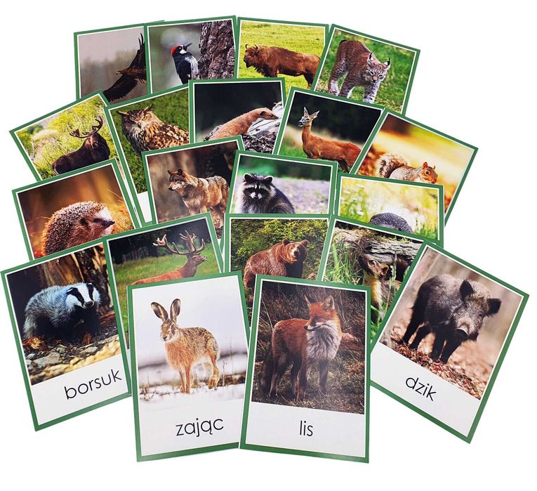 6 x plansze demonstracyjne edukacyjne zwierzęta Afryki leśne wiejskie