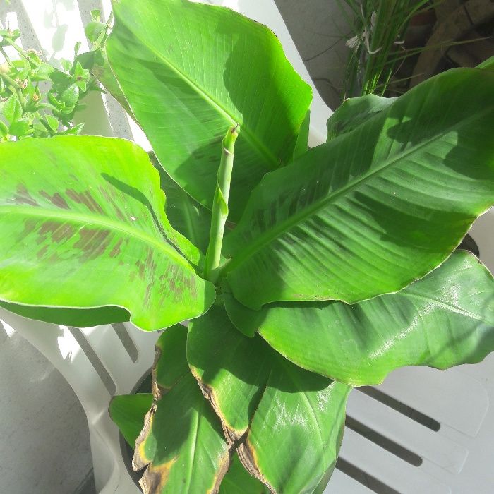 Bananowiec z Ecuadoru - Okazja! Aktualne!