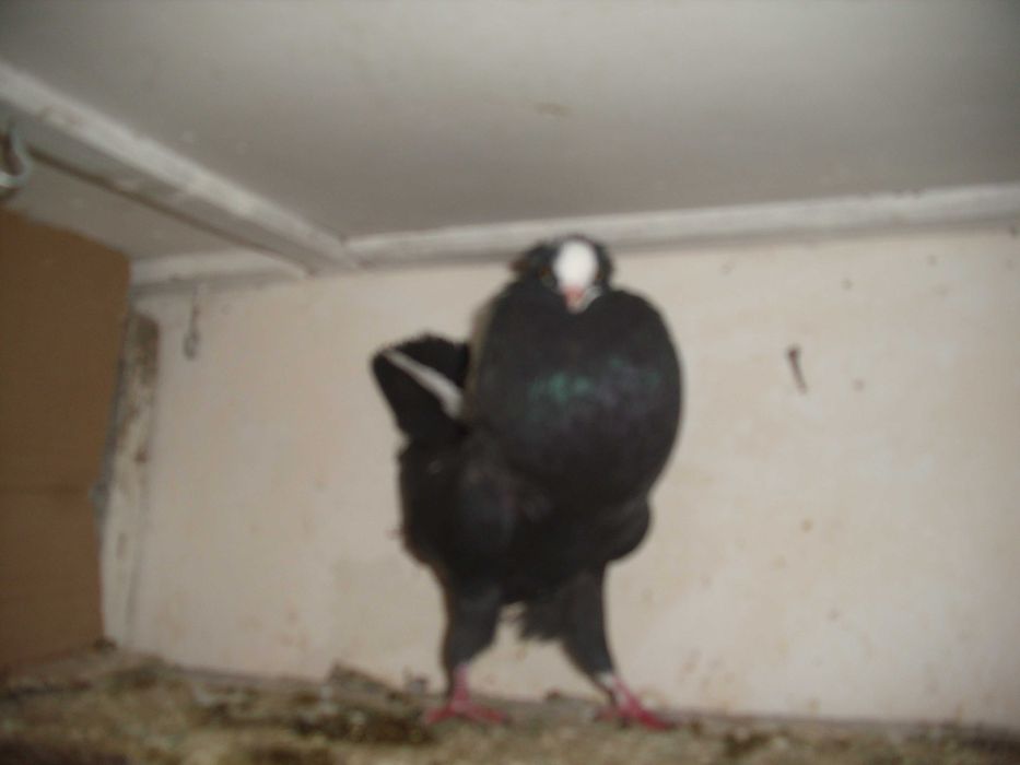 golebie ozdobne garlacze gornoslaskie samiec 2025r