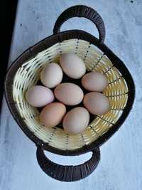 Jajka jaja ekologiczne