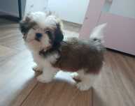 Shih-tzu z Rodowodem Wielopokoleniowym