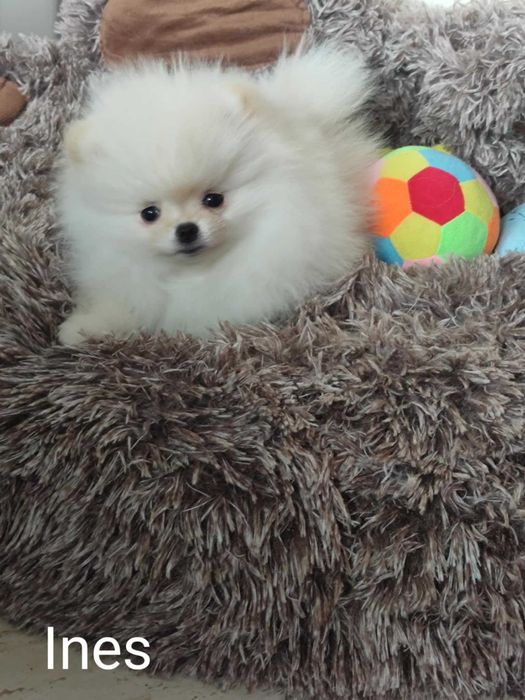 Szczeniak Ines ZHPR UCI Gotowy do odbioru