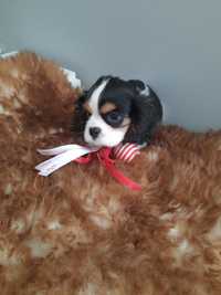 Cavalier King Charles spaniel sunia