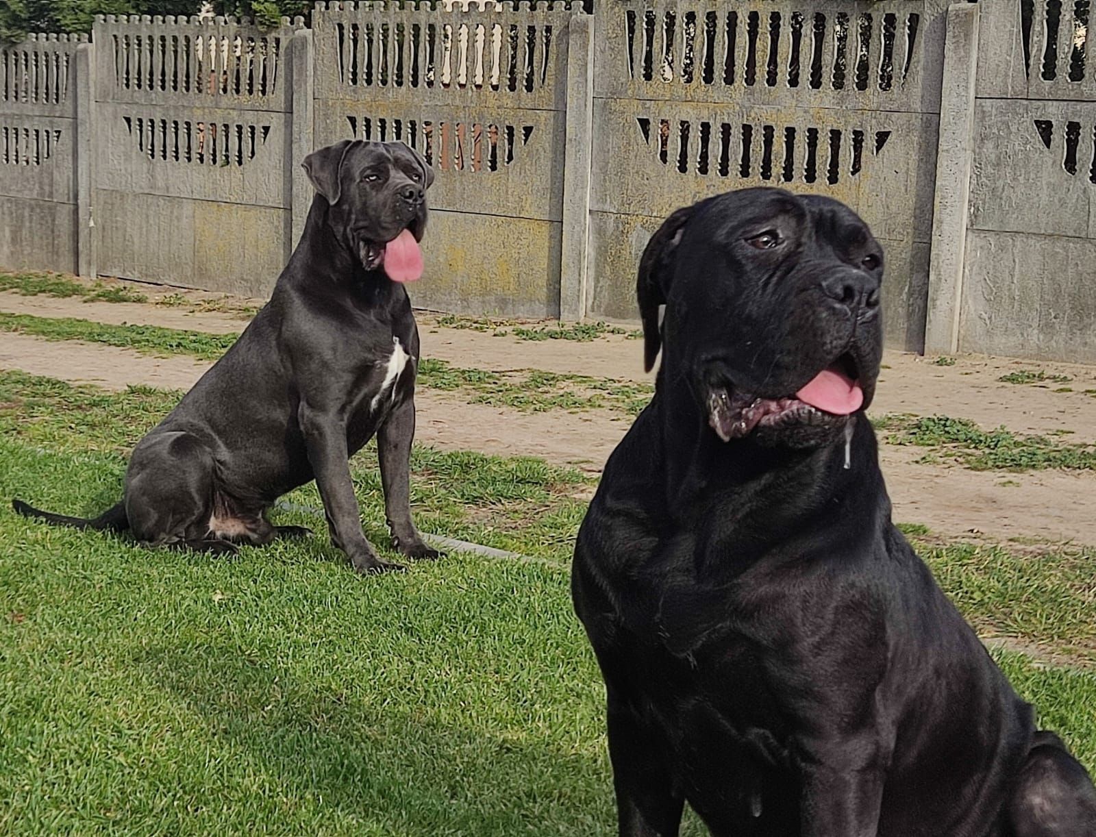 Cane Corso mocny szczeniak