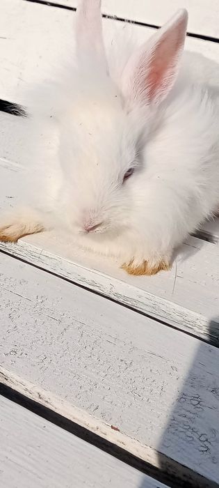 Білий ангорський декоративний кролик