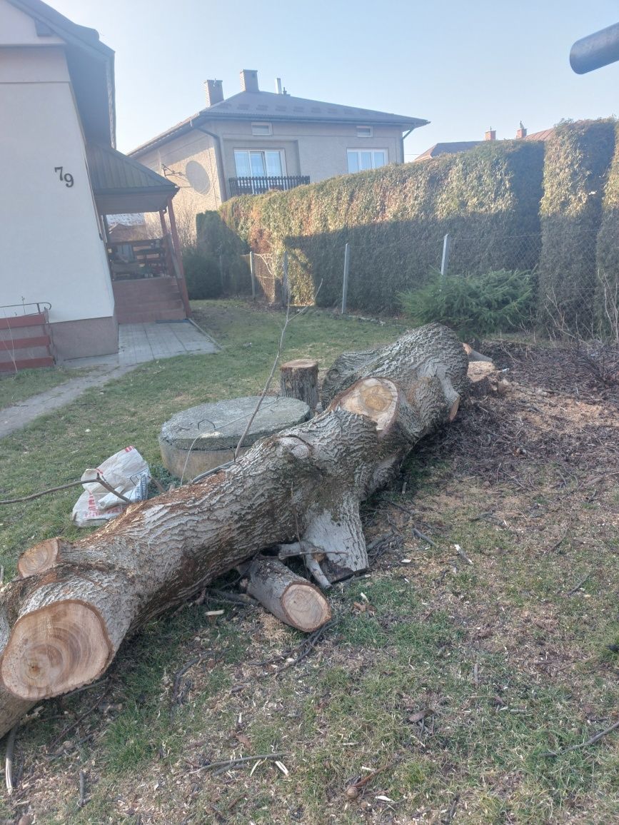 Sprzedam drzewo orzech włoski