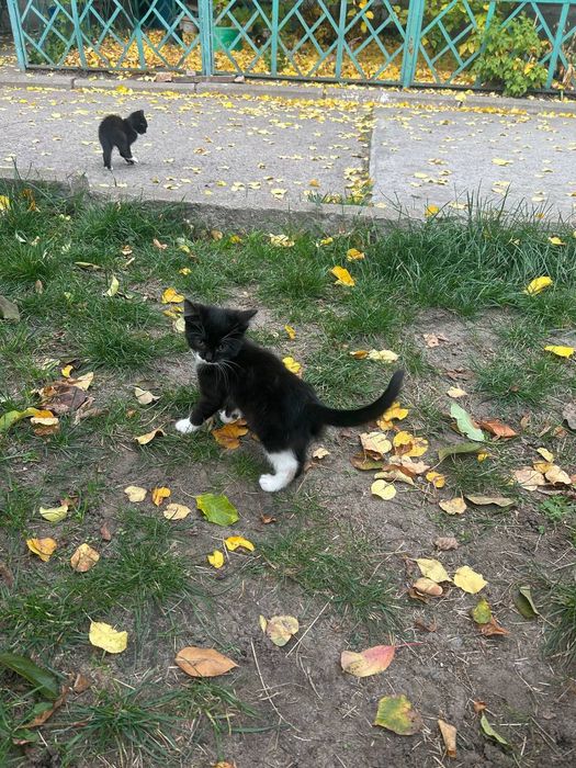 Кошенята, котики в добрі руки