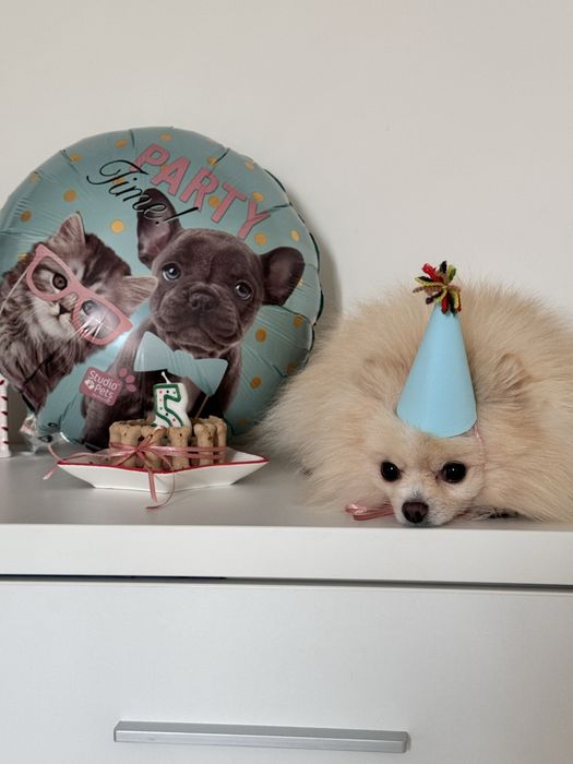 Вязка померанский шпиц