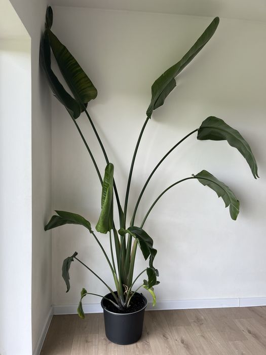 Стреліція Миколая