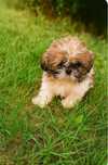 Shih Tzu szczeniaczek piesek