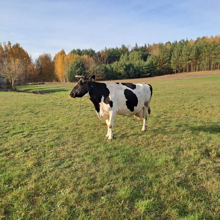 Sprzedam 1 krowe mleczną