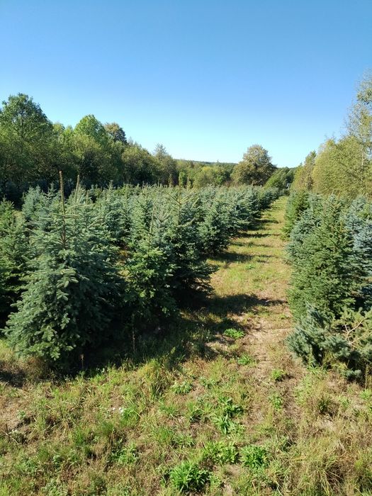 Świerk srebrny – piękne choinki na sprzedaż, hurt i detal, rabaty