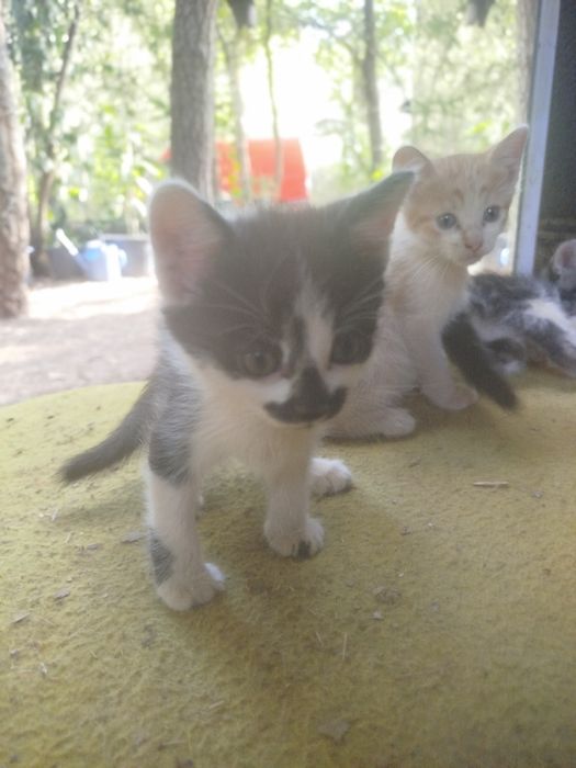 Dou gatinhos para família responsável.