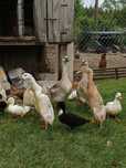 Kaczki Biegusy i Call Duck