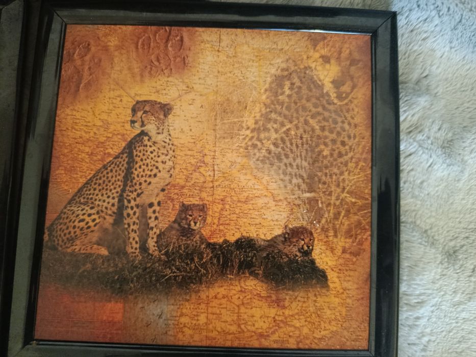 3 obrazki safari słoń żyrafa retro vintage