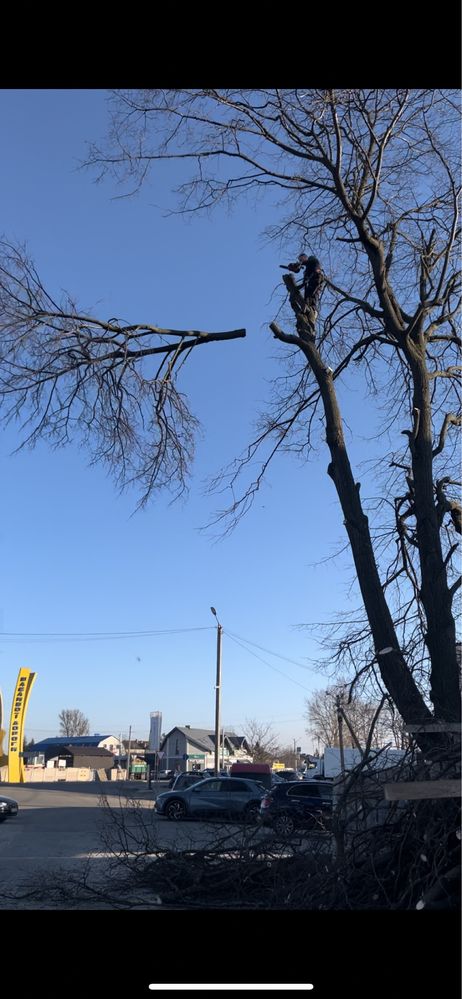 зрізання дерев методом арбористики зрізка обрізка чистка ділянок