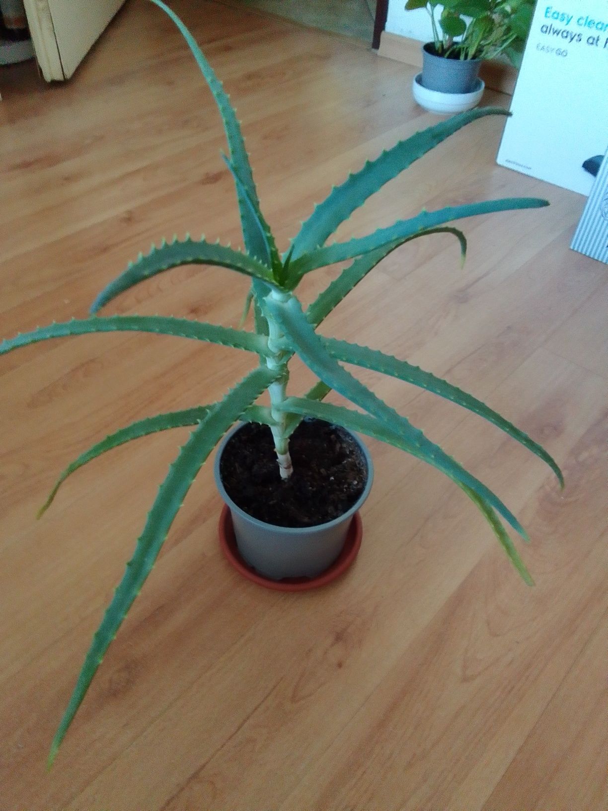 Do sprzedania aloes