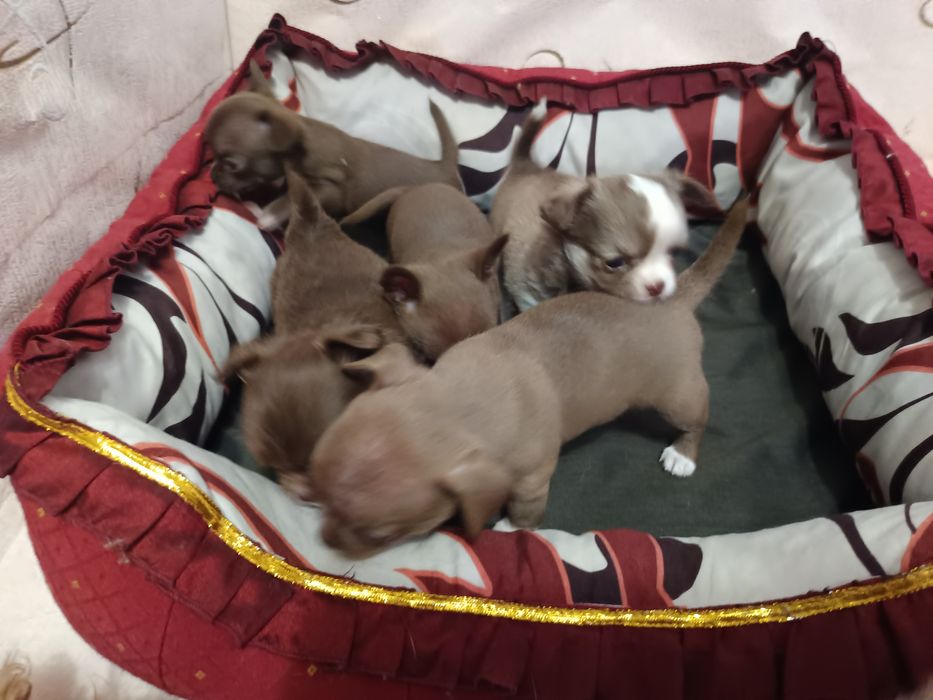 Чихуахуа лилові та шоколадні