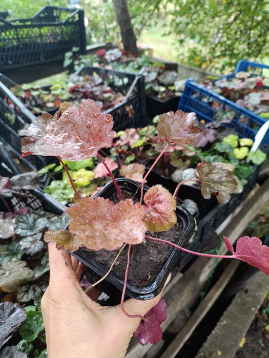 Гейхера. Саджанці. Декоративні рослини. Для тіні