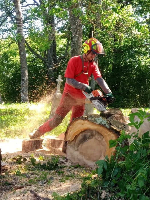 Wycinka i pielęgnacja drzew, usługi arborystyczne i wysokościowe