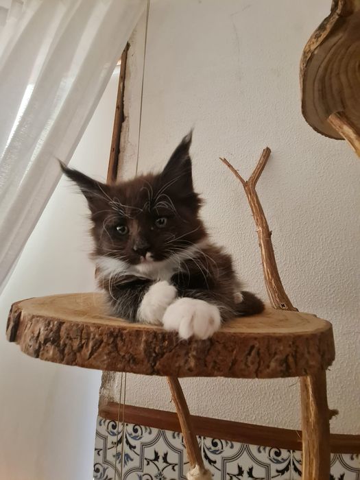 Maine coon exelente exemplar