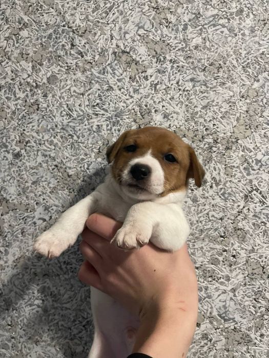 Продам Джек Рассел