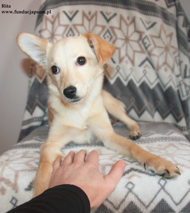 Rita, szczeniaczek szuka domku