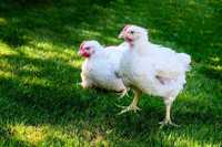 kurczak brojler chów naturalny ekstensywny koniec maja 2024