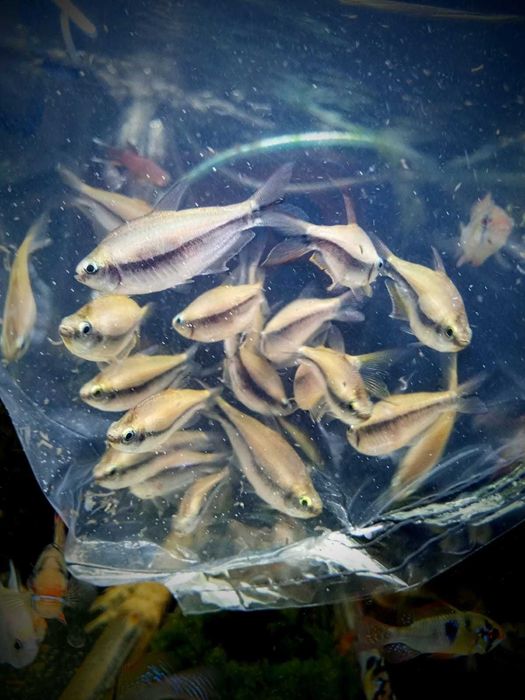 Tetra cesarska - Tina Zoo Witkiewicza