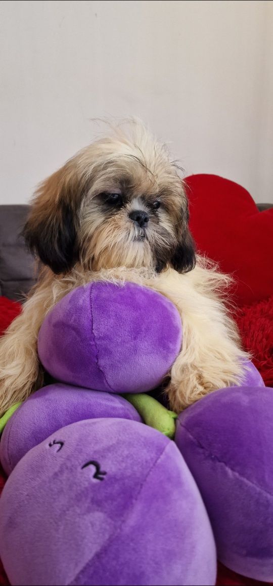 Shih tzu  tricolor