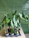 Alocasia Zebrina Alokazja Pasiasta 80cm WYSYŁKA