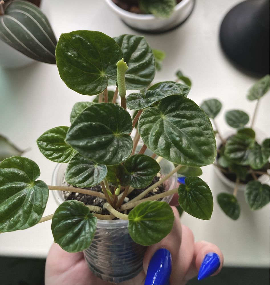 Пеперомія Ліліан | Peperomia Lilian