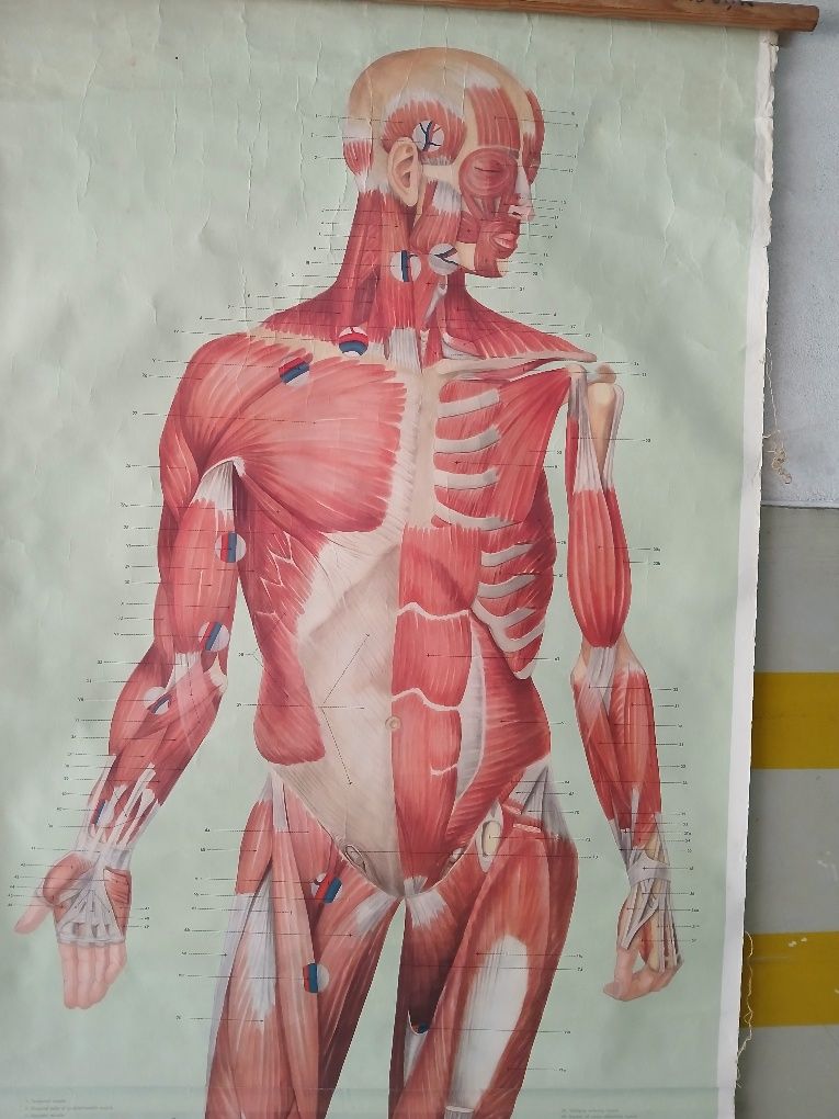 Mapa Músculos do corpo humano  antigo