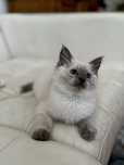 Kotek rasy Ragdoll
