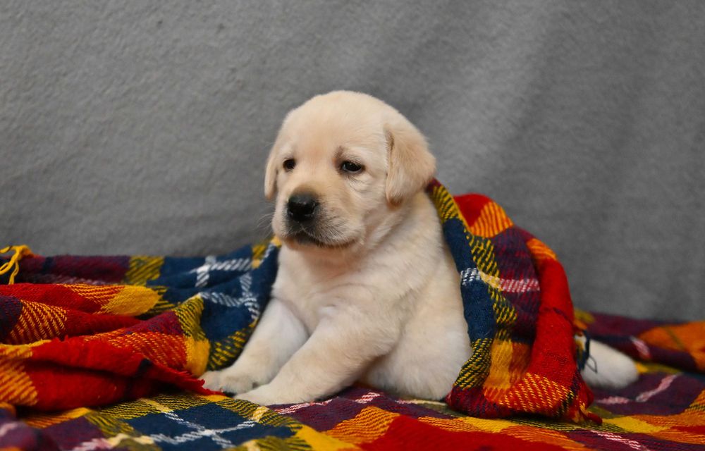 Labrador Retriever  (FCI) -biszkoptowy